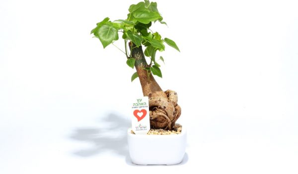 עץ האהבה ממותג, קרמי 10*14, מתנות לחגים, מתנות לעובדים והלקוחות