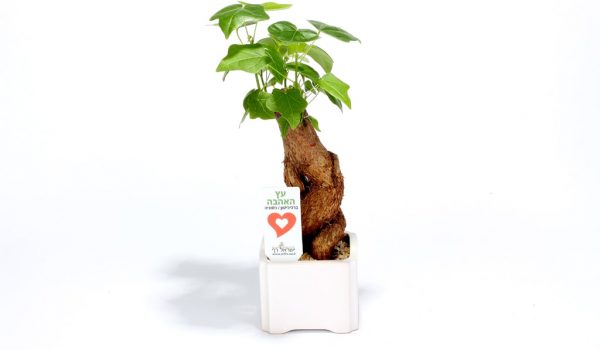 עציץ ממותג, עץ האהבה ממותג, מתנות לראש השנה, מתנות לעובדים והלקוחות